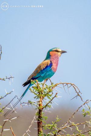 Lilac-breasted Roller Lilac-breasted Roller