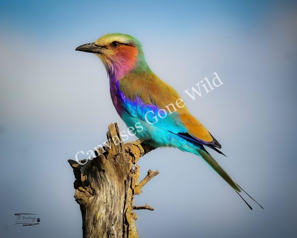 Lilac-breasted roller_JP_001