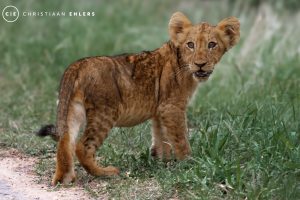 Lion Cub Lion Cub