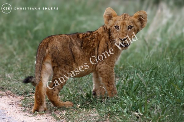 Lion Cub