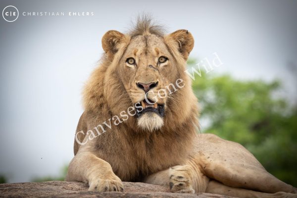 Lion Male Pose