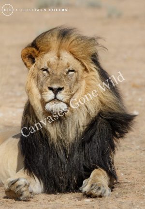 Lion Male resting