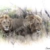 Lion Sentinels