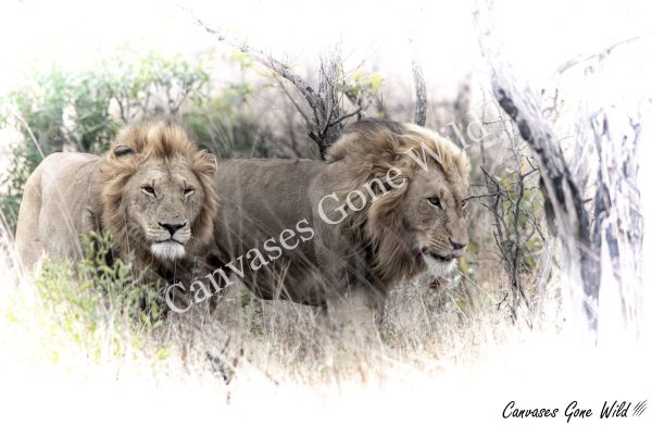 Lion Sentinels
