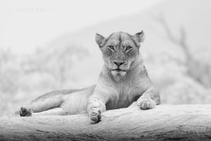 Lion pose - B&W Lion pose - B&W