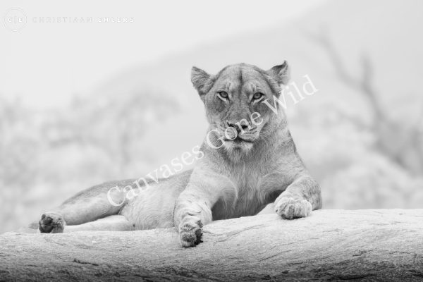 Lion pose - B&W
