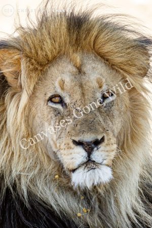 Lion stare Lion stare