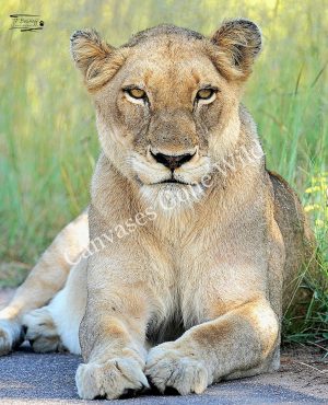 Lion_JP_001 Lion_JP_001