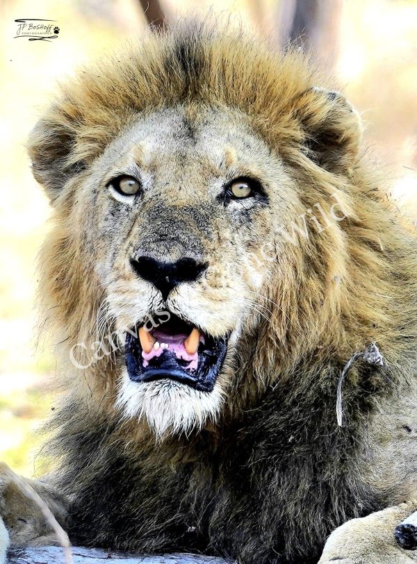 Lion_JP_002