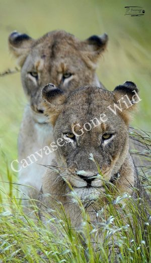 Lion_JP_003 Lion_JP_003