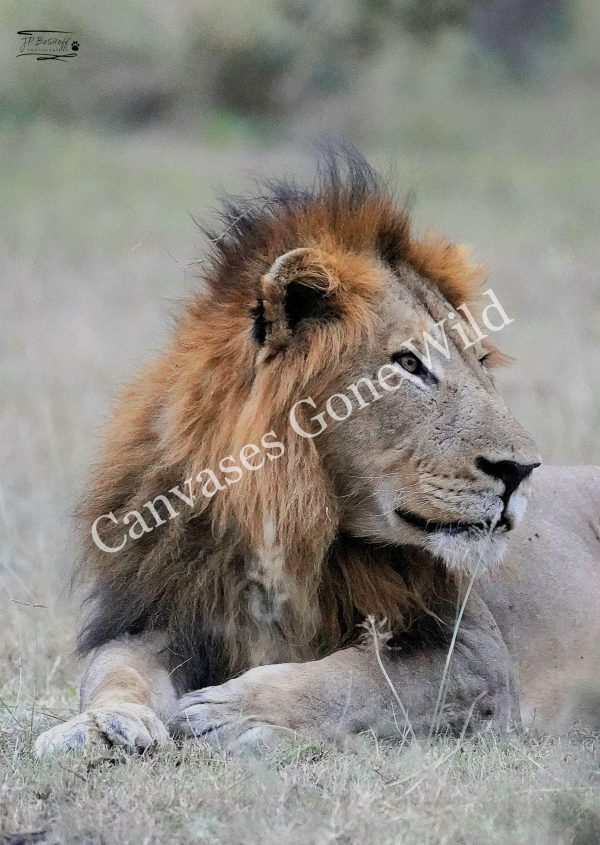 Lion_JP_004