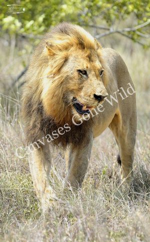 Lion_JP_005 Lion_JP_005
