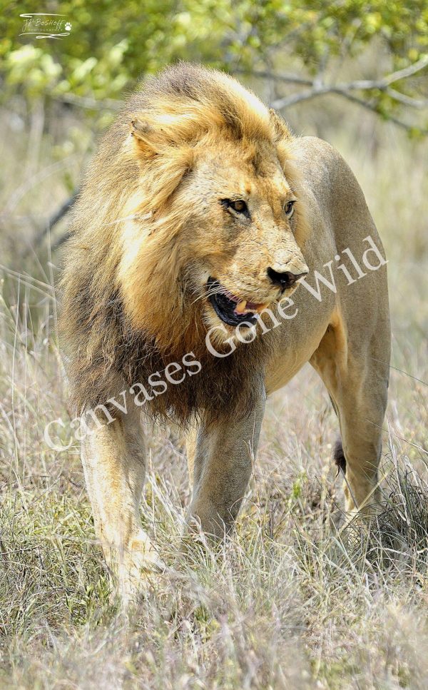 Lion_JP_005