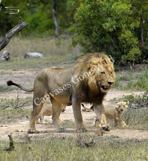 Lion_JP_006 Lion_JP_006