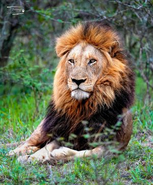 Lion_JP_008 Lion_JP_008