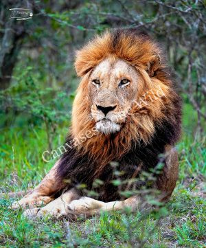 Lion_JP_008 Lion_JP_008
