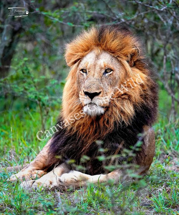 Lion_JP_008