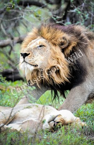 Lion_JP_011
