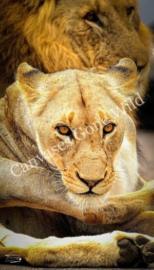 Lion_JP_012 Lion_JP_012