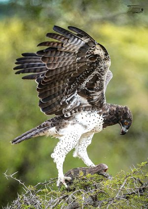 Martial Eagle_JP_001 Martial Eagle_JP_001