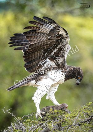 Martial Eagle_JP_001