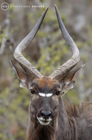 Njala Njala