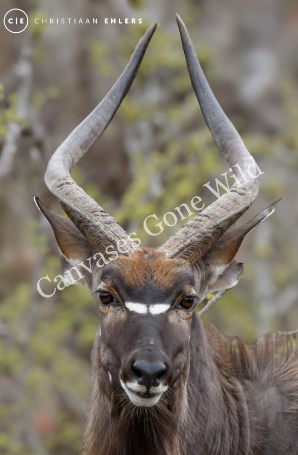 Njala