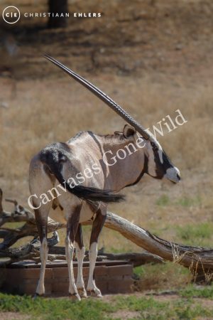 Oryx Kalahari Oryx Kalahari