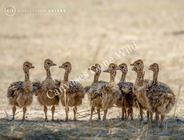Ostrich chicks gathering in the shade