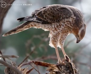 Pale Chanting Goshawk - Juvenile Pale Chanting Goshawk - Juvenile