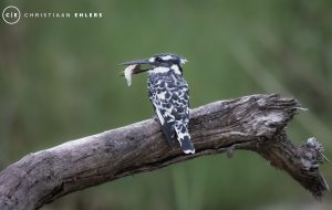 Pied Kingfisher catch