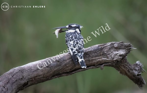 Pied Kingfisher catch