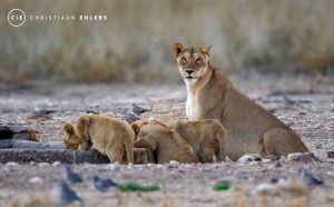 Protective Lioness Protective Lioness