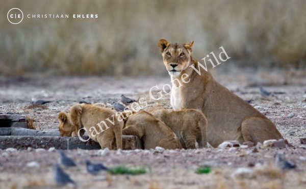 Protective Lioness