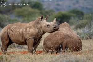 Rhino with calve