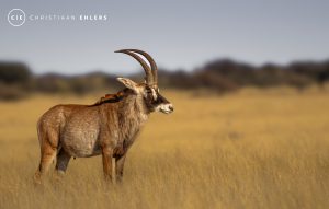 Roan - Proud and Untamed