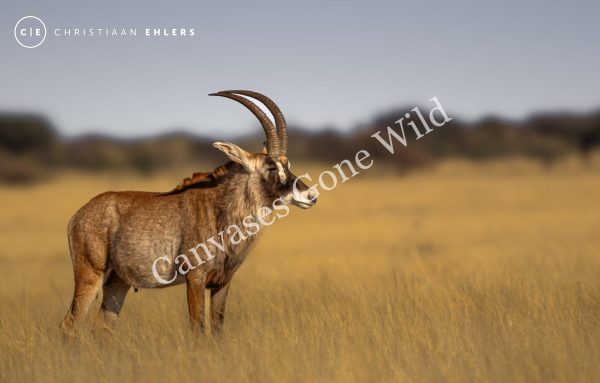 Roan - Proud and Untamed