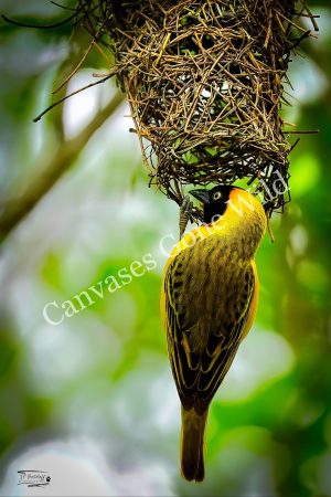 Southern masked weaver_JP_001 Southern masked weaver_JP_001