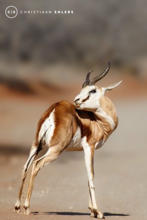 Springbok - Golden poise