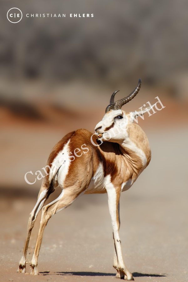 Springbok - Golden poise