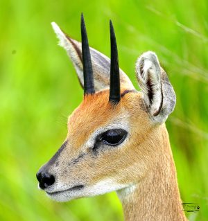 Steenbok_JP_001