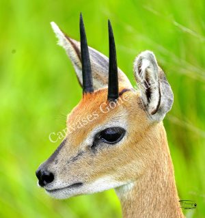 Steenbok_JP_001 Steenbok_JP_001