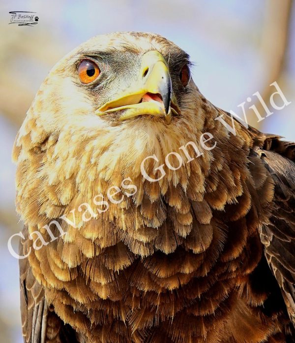 Tawny Eagle_JP_001