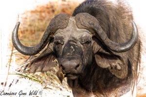 The Buffalo Gaze