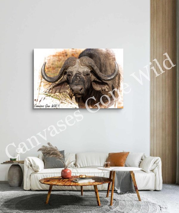 The Buffalo Gaze
