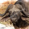 The Buffalo Gaze