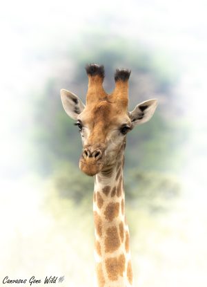 The Gentle Giraffe The Gentle Giraffe