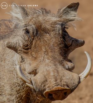 Warthog Warthog