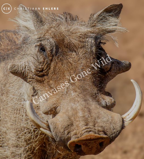 Warthog