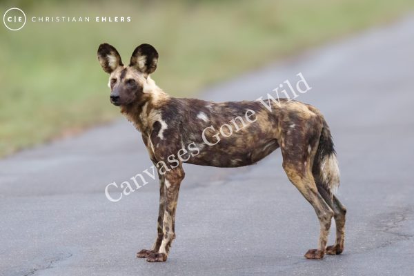 Wild Dog